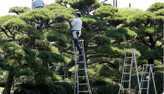 手嶋林業は大きい樹木にも安全徹底対応